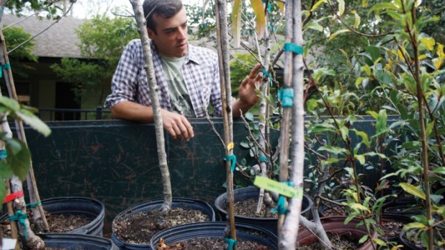 Travis w Trees Travis Mitchell, community food project coordinator of Porter’s Community Farm, 26, examines a new shipment of fruit and nut trees. The trees were donated from Chestnut Hill Tree Farm and will be planted next week. Kelly Logan, Alligator | Posted: Friday, November 30, 2012 12:30 am